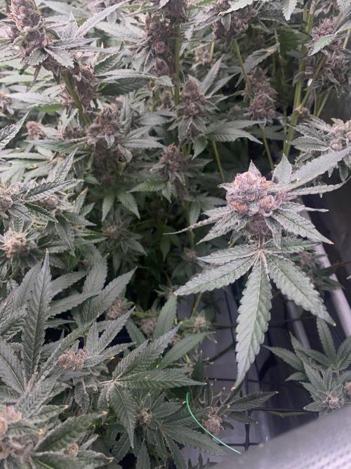 Double Halle Berry. Week 11