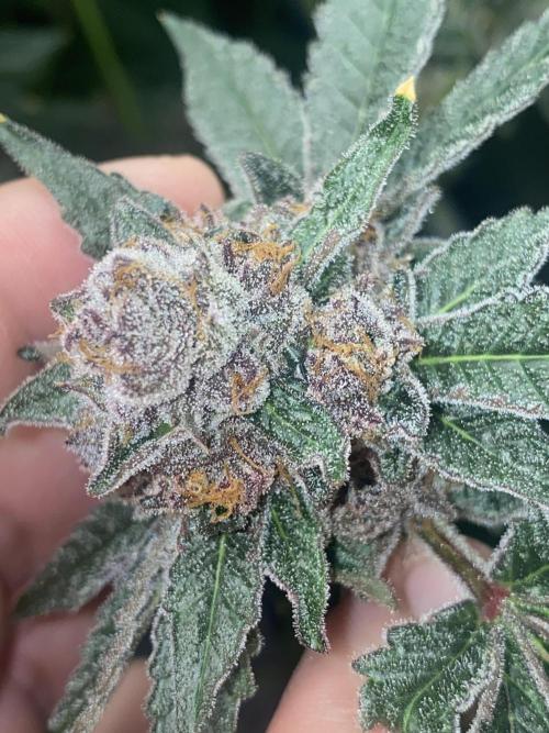 Double Halle Berry. Week 11