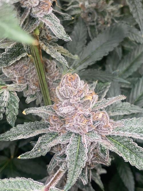 Double Halle Berry. Week 11