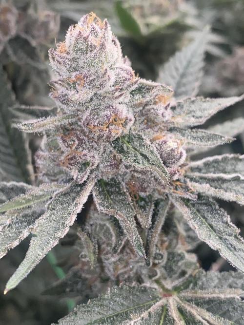 Double Halle Berry. Week 11