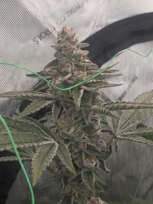 Double Halle Berry. Week 11