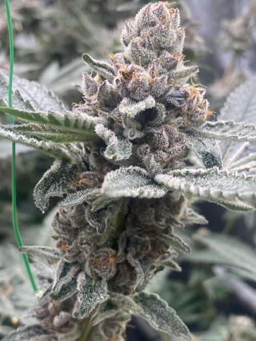 Double Halle Berry. Week 11