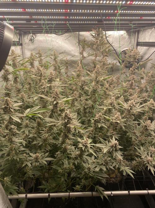 Double Halle Berry. Week 12