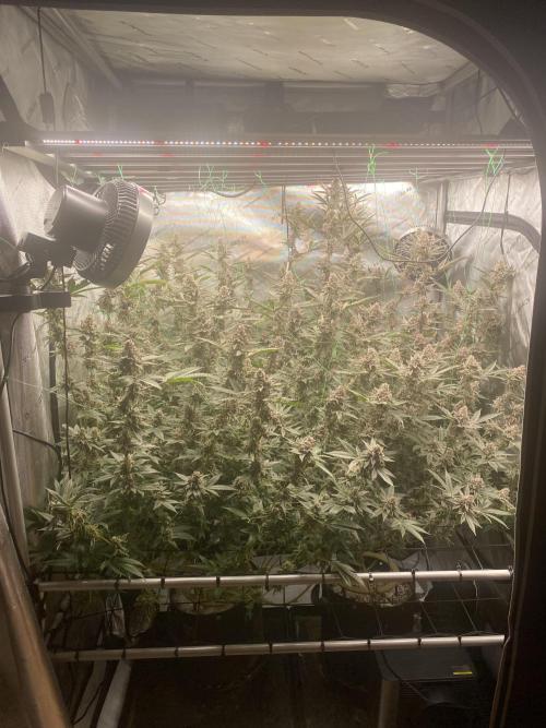 Double Halle Berry. Week 12