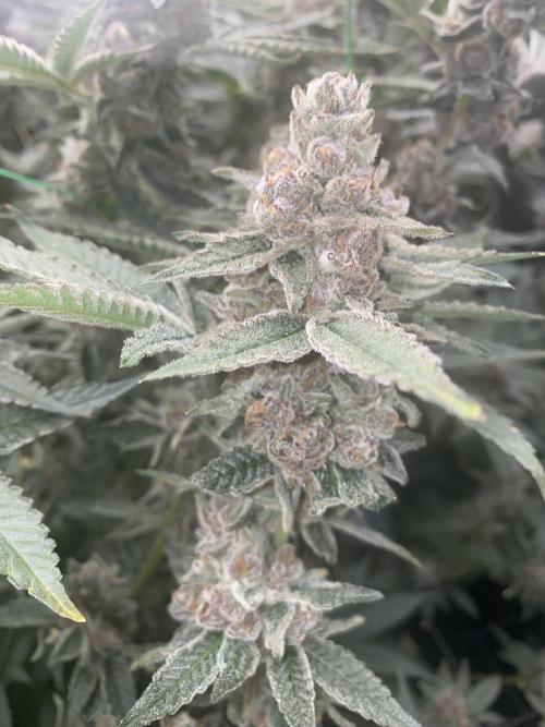 Double Halle Berry. Week 12