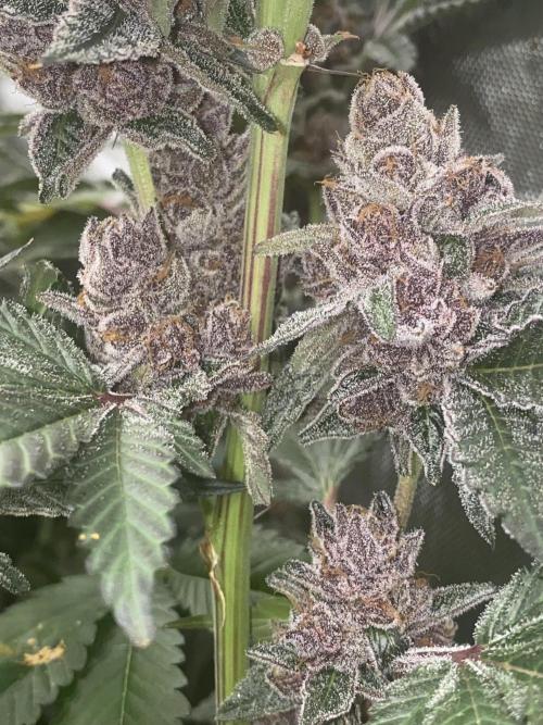 Double Halle Berry. Week 12