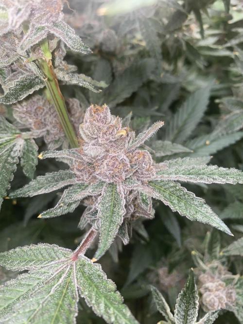 Double Halle Berry. Week 12