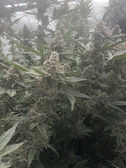 Double Halle Berry. Week 12