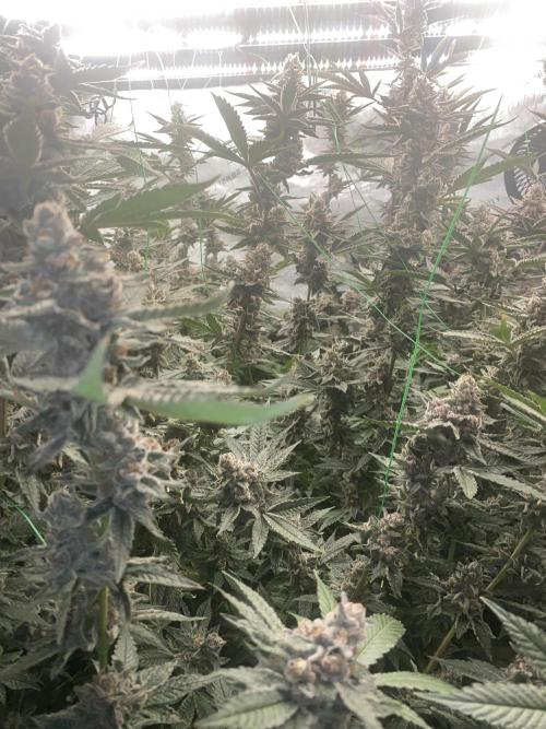 Double Halle Berry. Week 12