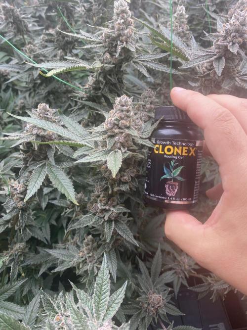 Double Halle Berry. Week 12