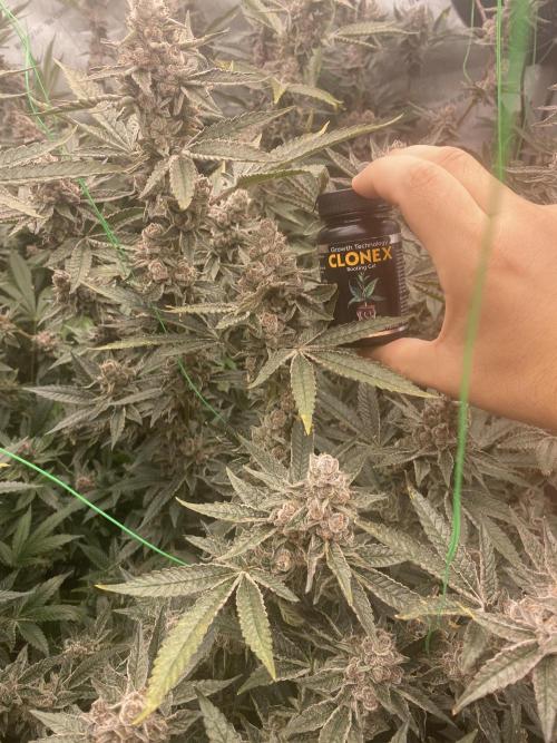 Double Halle Berry. Week 12