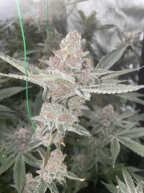 Advance Grow Tent System 4x4 with Smart Controls. Week 12