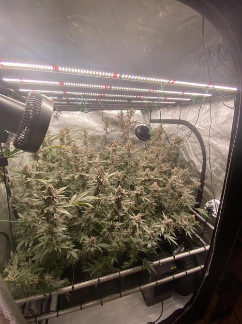 Double Halle Berry. Week 13