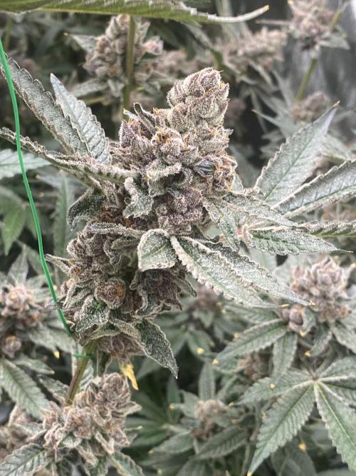 Double Halle Berry. Week 13