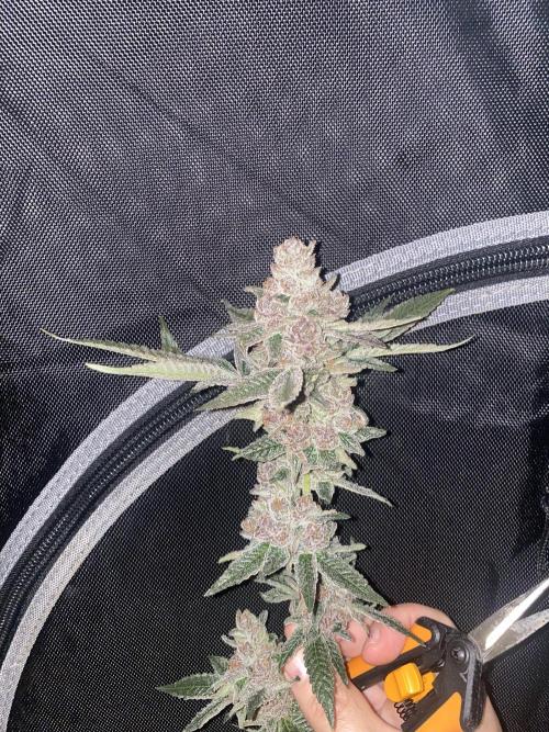 Double Halle Berry. Week 13