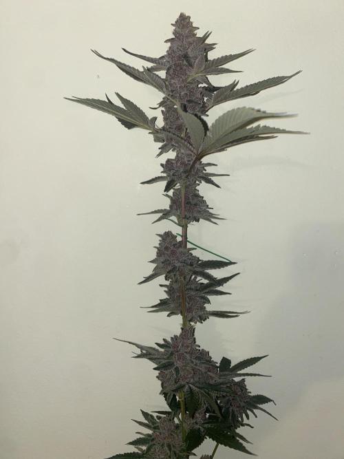 Double Halle Berry. Week 13