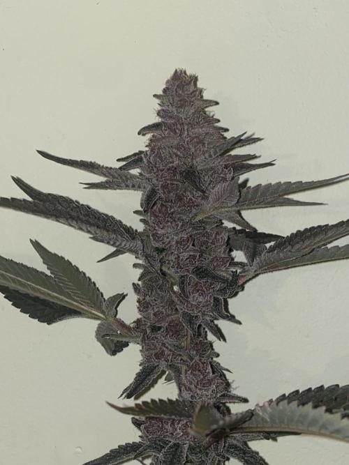 Double Halle Berry. Week 13
