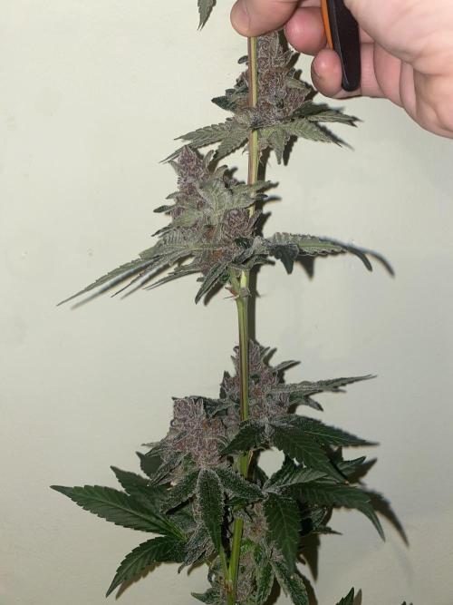 Double Halle Berry. Week 13