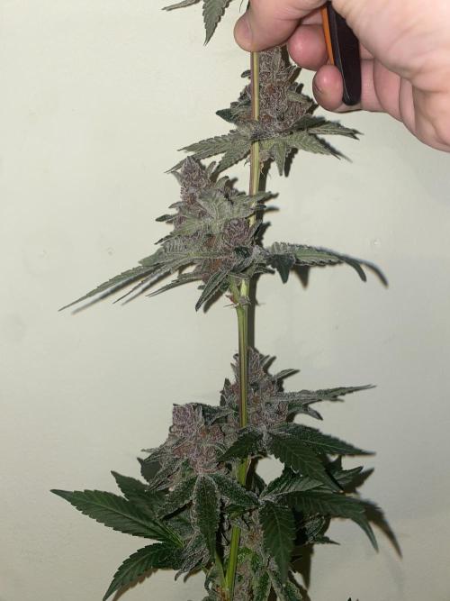 Double Halle Berry. Week 13