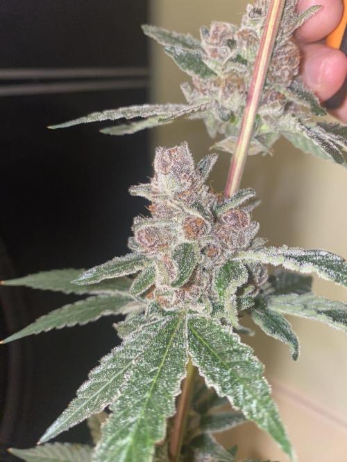 Double Halle Berry. Week 13