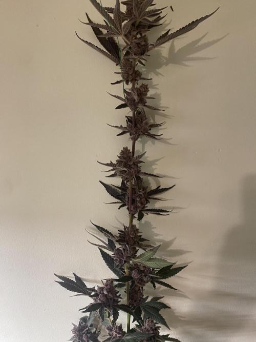 Double Halle Berry. Week 13