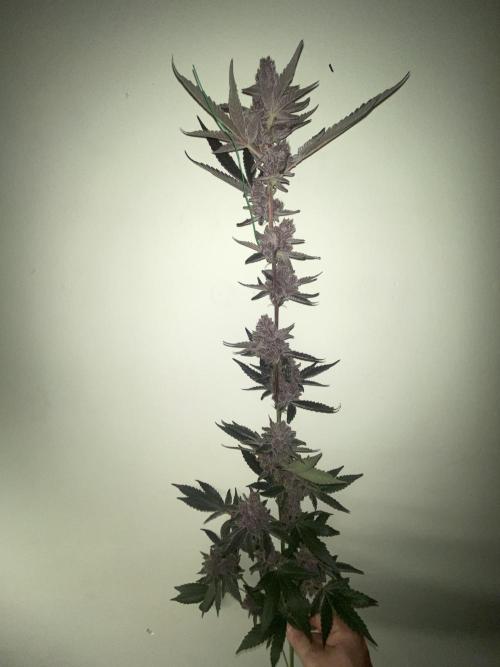 Double Halle Berry. Week 13