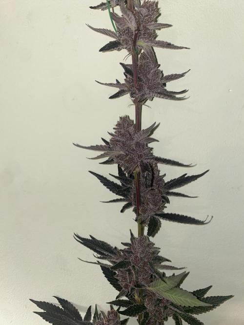 Double Halle Berry. Week 13