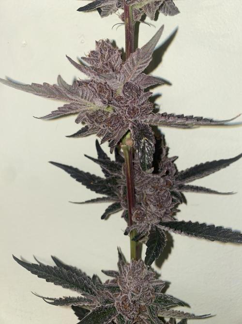 Double Halle Berry. Week 13