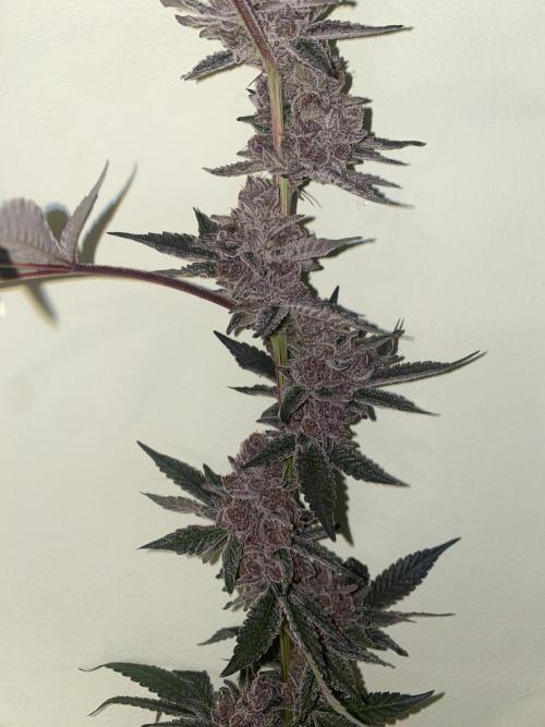 Double Halle Berry. Week 13