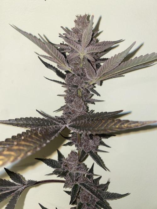 Double Halle Berry. Week 13