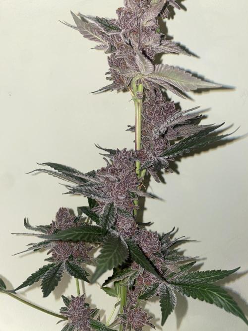 Double Halle Berry. Week 13