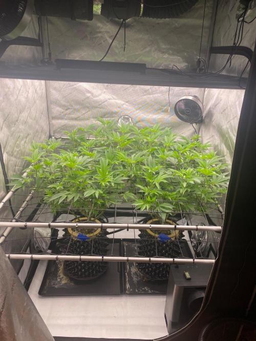 Ionframe EVO8 Samsung LM301H EVO Commercial LED. Week 5