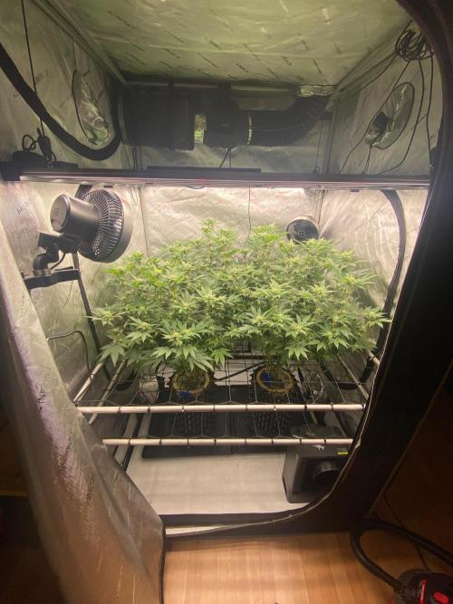 Ionframe EVO8 Samsung LM301H EVO Commercial LED. Week 7