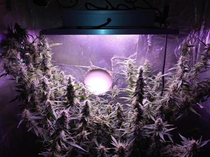 Der 2. Run ! .........die 2. !!!. Week 14