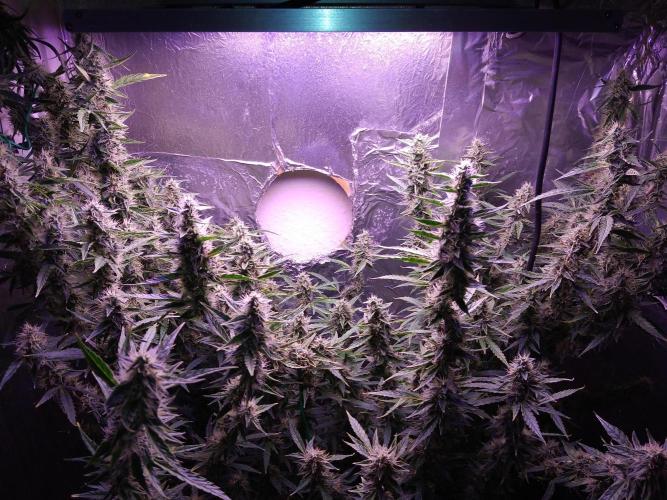 Der 2. Run ! .........die 2. !!!. Week 14