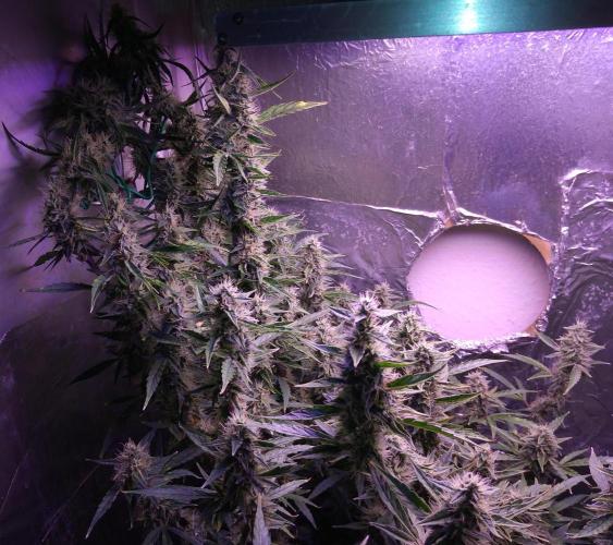 Der 2. Run ! .........die 2. !!!. Week 14