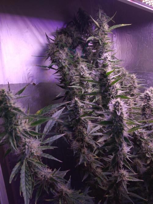 Der 2. Run ! .........die 2. !!!. Week 14