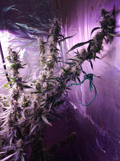 Der 2. Run ! .........die 2. !!!. Week 14