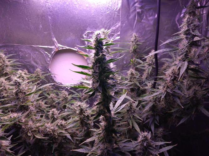 Der 2. Run ! .........die 2. !!!. Week 14