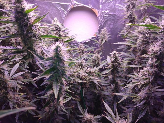 Der 2. Run ! .........die 2. !!!. Week 14