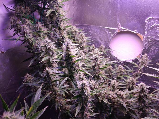 Der 2. Run ! .........die 2. !!!. Week 14