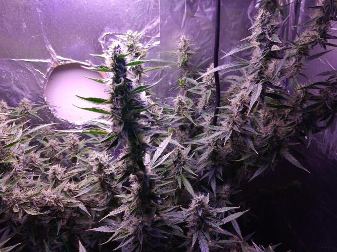 Der 2. Run ! .........die 2. !!!. Week 14