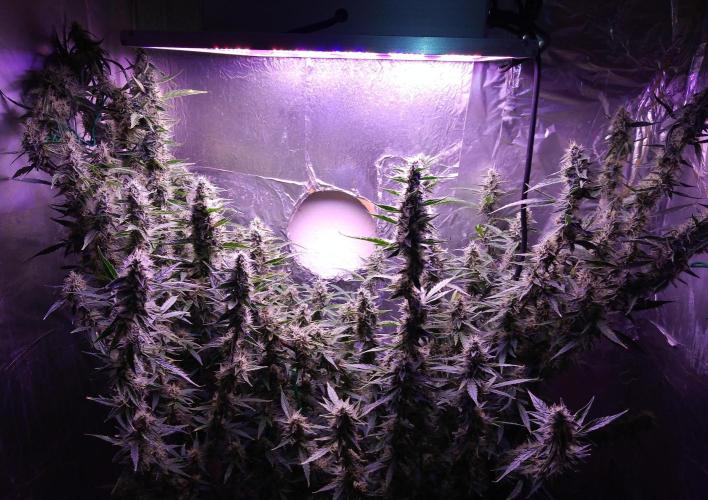 Der 2. Run ! .........die 2. !!!. Week 14