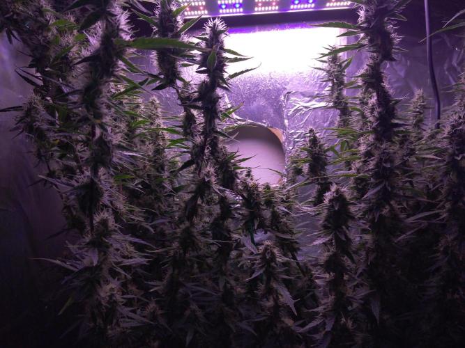 Der 2. Run ! .........die 2. !!!. Week 14