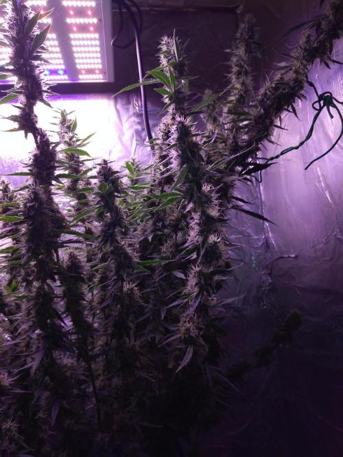 Der 2. Run ! .........die 2. !!!. Week 14