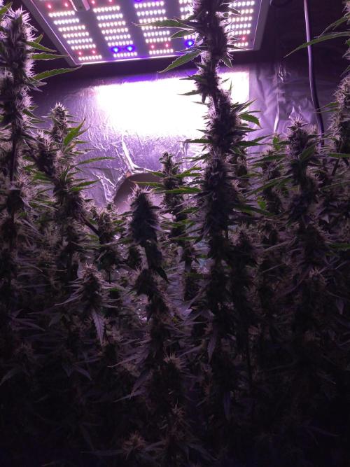 Der 2. Run ! .........die 2. !!!. Week 14