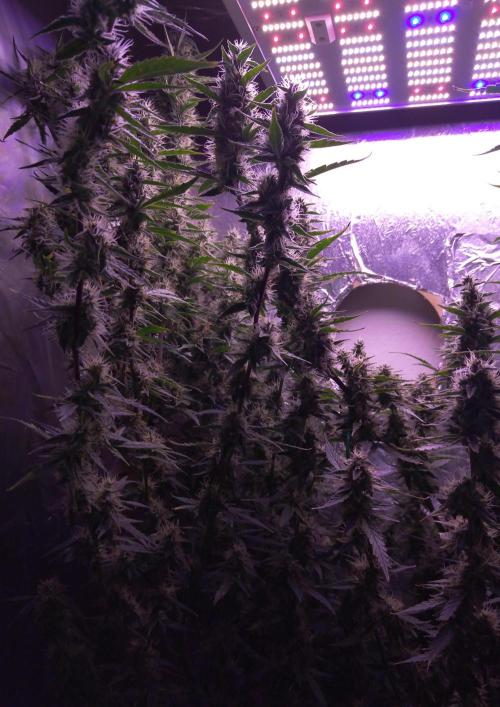 Der 2. Run ! .........die 2. !!!. Week 14