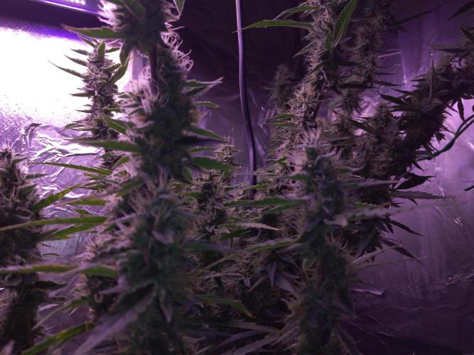 Der 2. Run ! .........die 2. !!!. Week 14