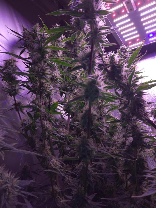 Der 2. Run ! .........die 2. !!!. Week 14