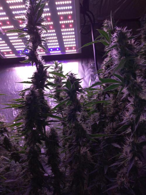 Der 2. Run ! .........die 2. !!!. Week 14